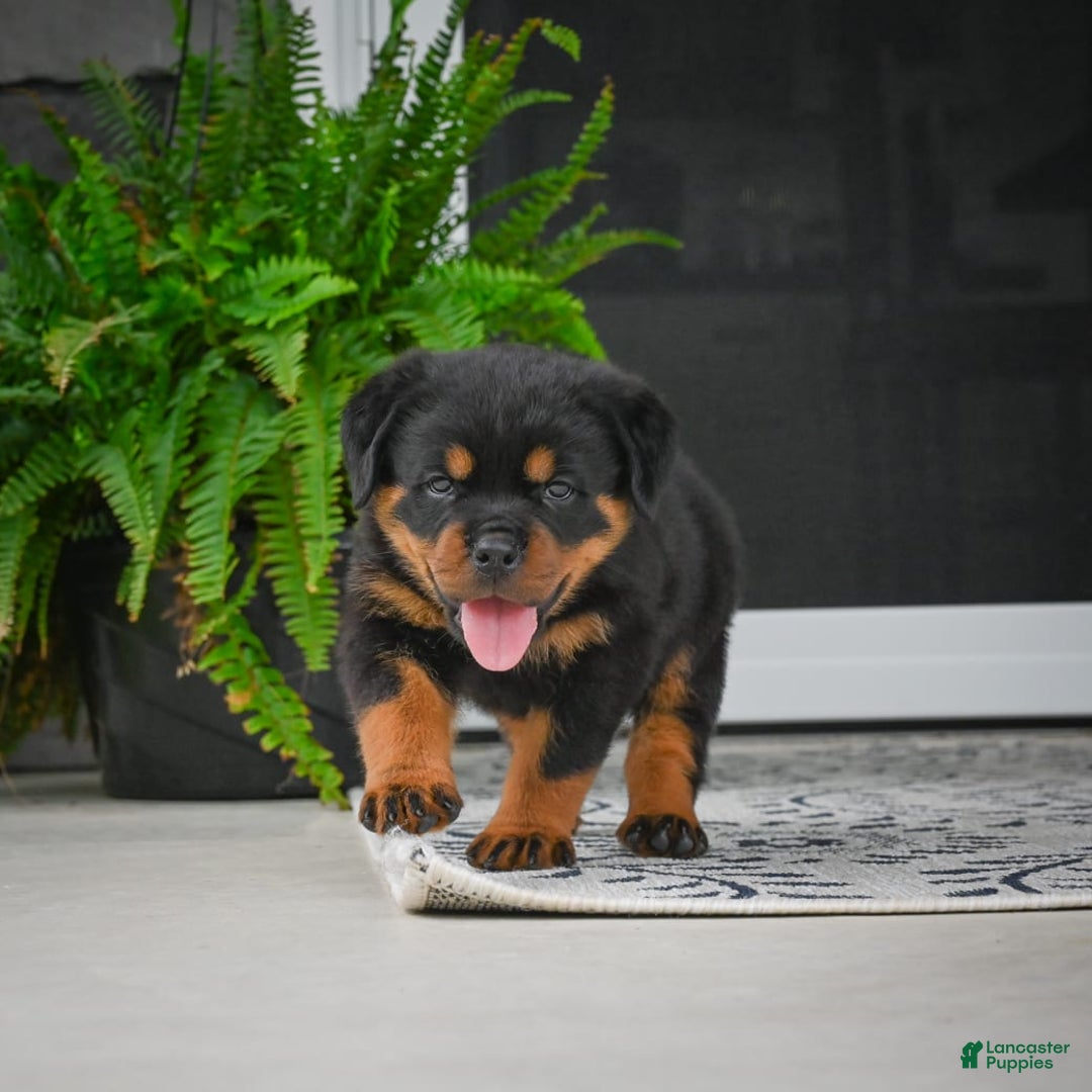Rottweiler dogs for sale: Bella - Image 10