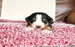 Greater Swiss Mountain Dog dogs for sale: Forest - Image 12