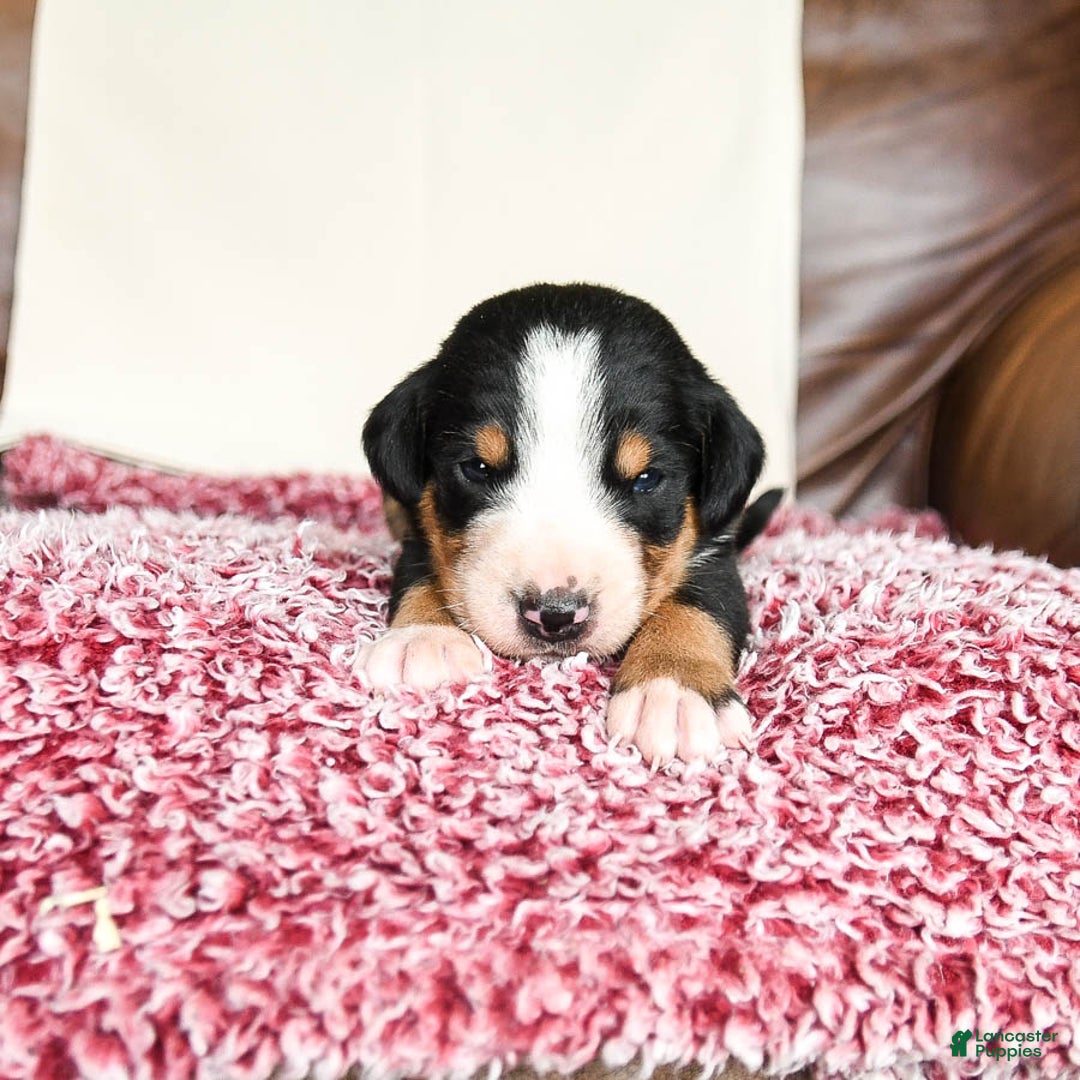 Greater Swiss Mountain Dog dogs for sale: Forest - Image 12