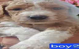 Goldendoodle dogs for sale: Sox - Image 4