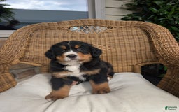 Bernese Mountain Dog dogs for sale: Max - Image 4