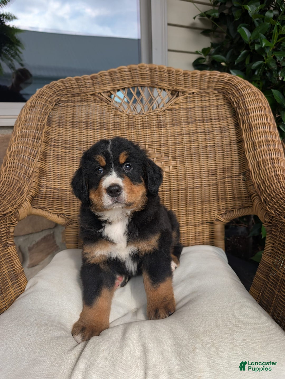 Bernese Mountain Dog dogs for sale: Max - Image 4