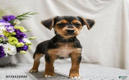Jack Russell Terrier dogs for sale: Reggie - Image 3