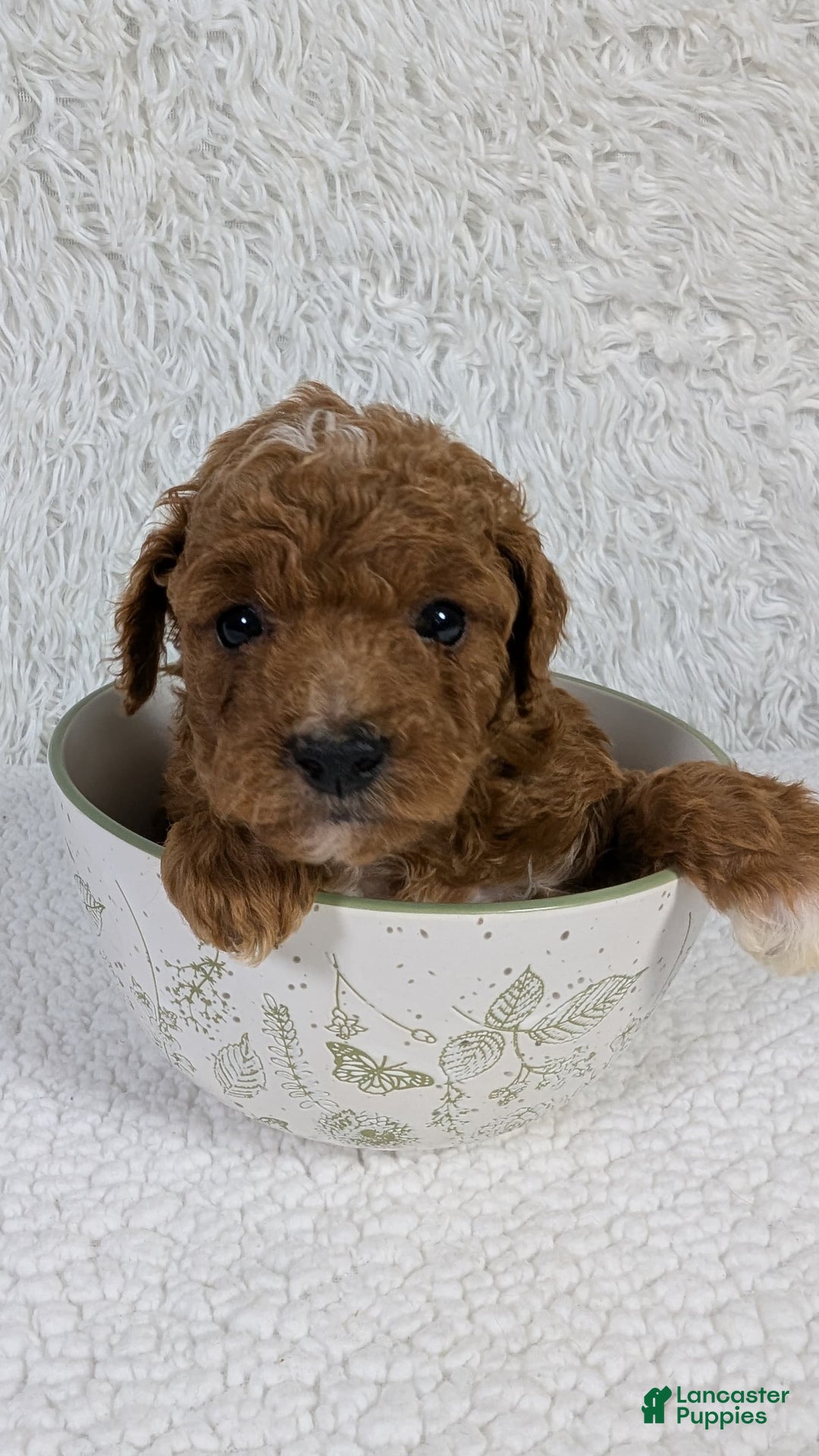 Mini Goldendoodle dogs for sale: Maizy Pink Collar Toy Size - Image 5