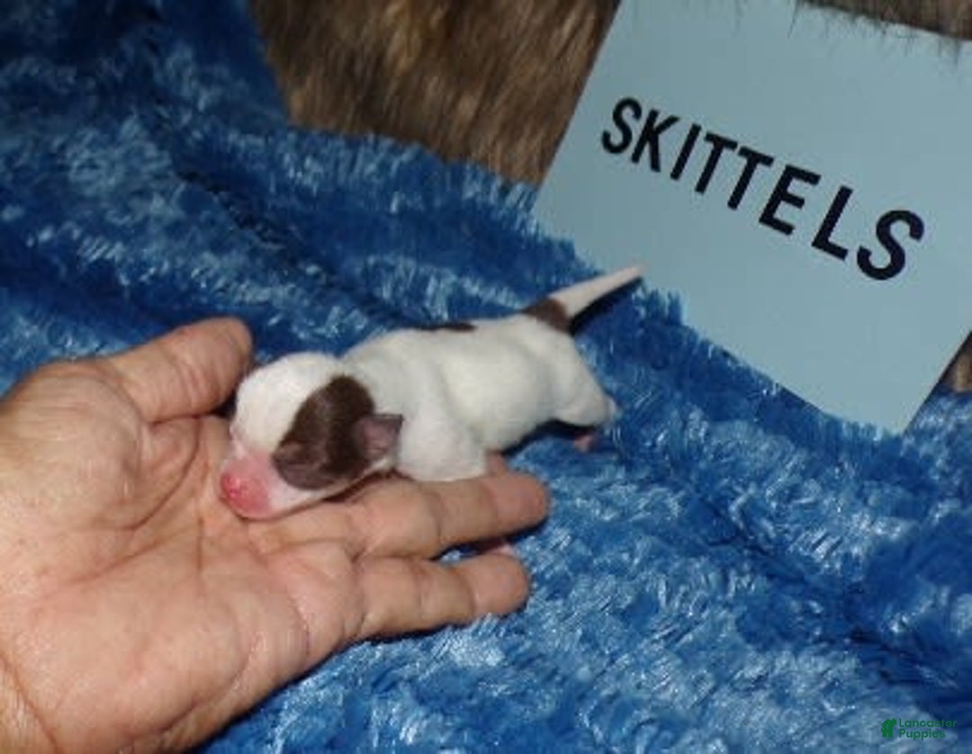 Chihuahua dogs for sale: Teacup Skittles - Image 9