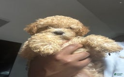 Maltipoo dogs for sale: Louis - Image 2
