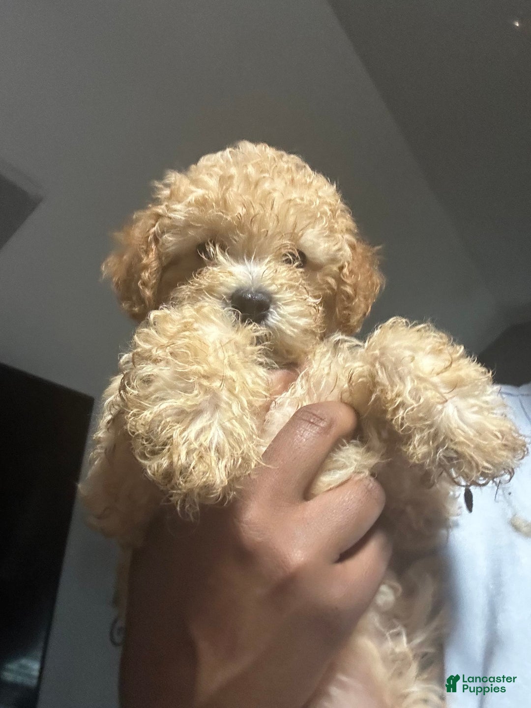 Maltipoo dogs for sale: Louis - Image 2