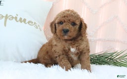 Mini Goldendoodle dogs for sale: Evan - Image 2