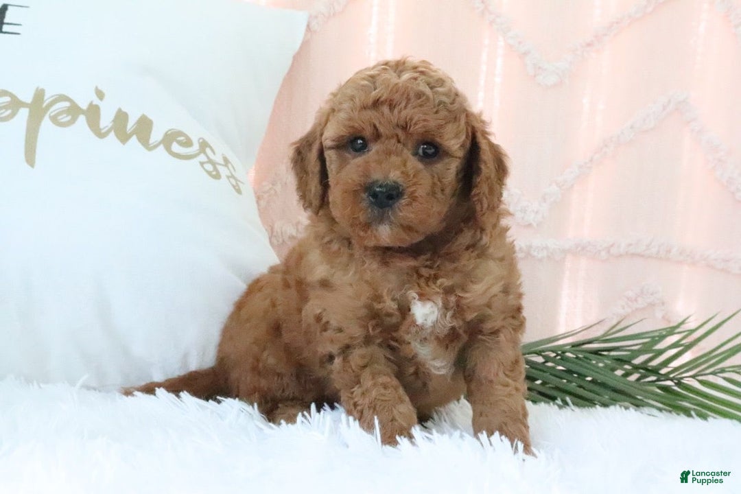 Mini Goldendoodle dogs for sale: Evan - Image 2