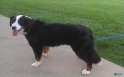 Bernedoodle dogs for sale: Stella - Image 10