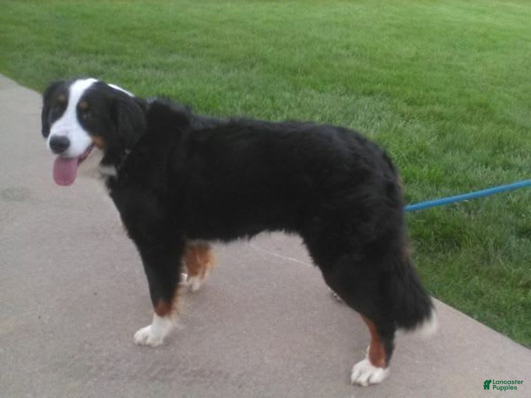 Bernedoodle dogs for sale: Stella - Image 10