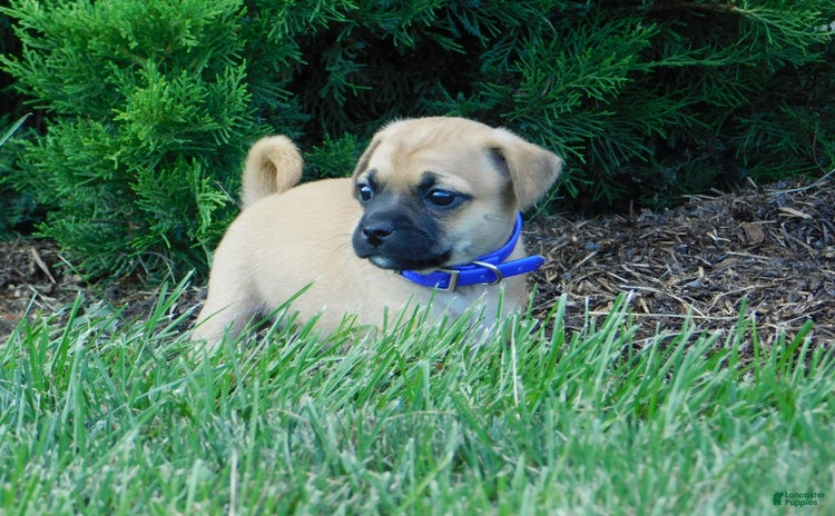 Jug dogs for sale - Ad 2