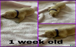 Labrador Retriever dogs for sale: Belle - Image 7