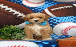 Bichpoo dogs for sale: Jedd - Image 4