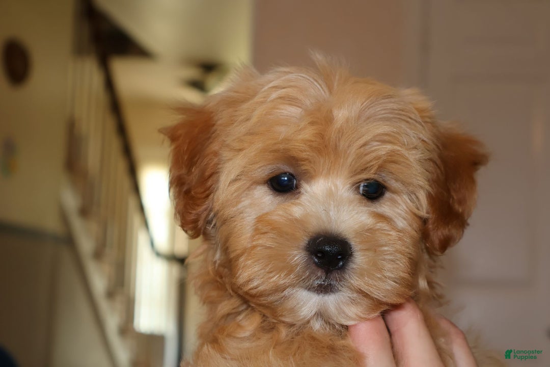 Shihpoo dogs for sale: Christopher - Image 4