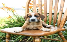Beagle dogs for sale: Lynx - Image 3