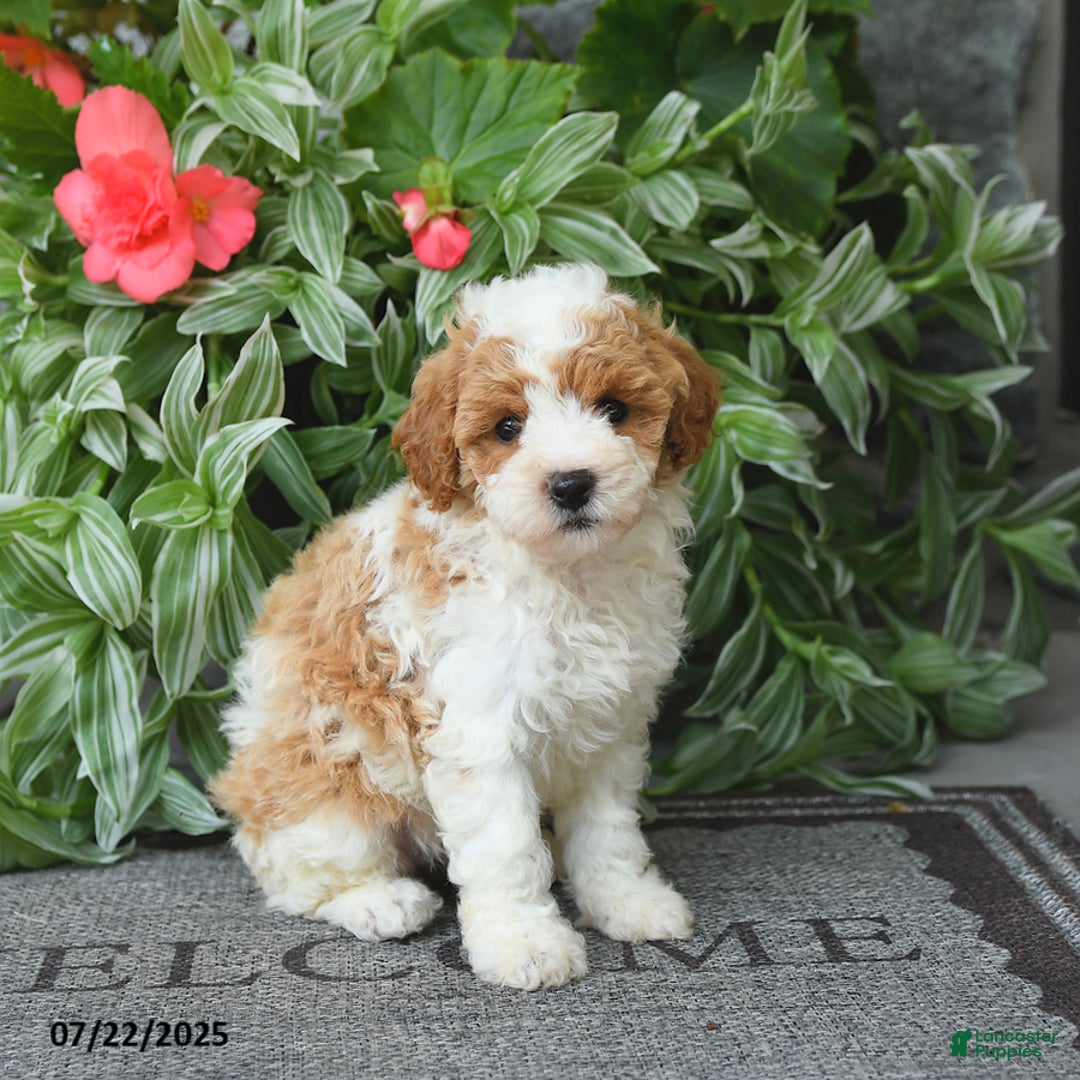 Miniature Poodle dogs for sale: Monroe - Image 1