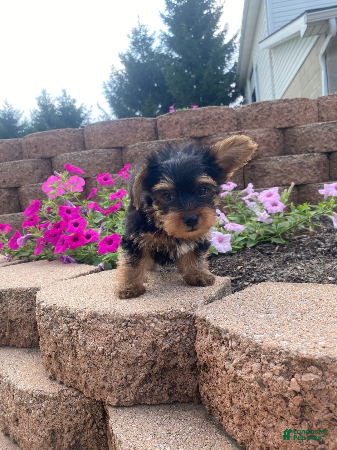 Yorkshire Terrier dogs for sale: Rocker - Image 6