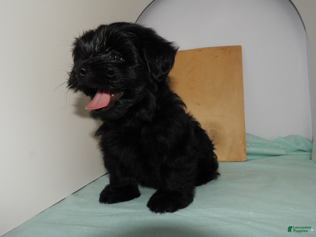 Yorkshire Terrier dogs for sale: Zuri - Image 5