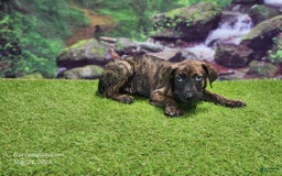 Catahoula Leopard Dog dogs for sale: Jesse 2025 Male 3 - Image 3