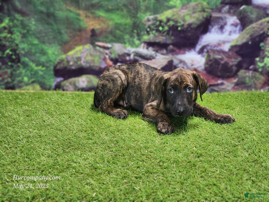 Catahoula Leopard Dog dogs for sale: Jesse 2025 Male 3 - Image 3