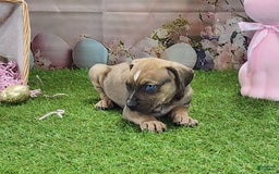 Catahoula Leopard Dog dogs for sale: Goldie 2025 F5 - Image 10