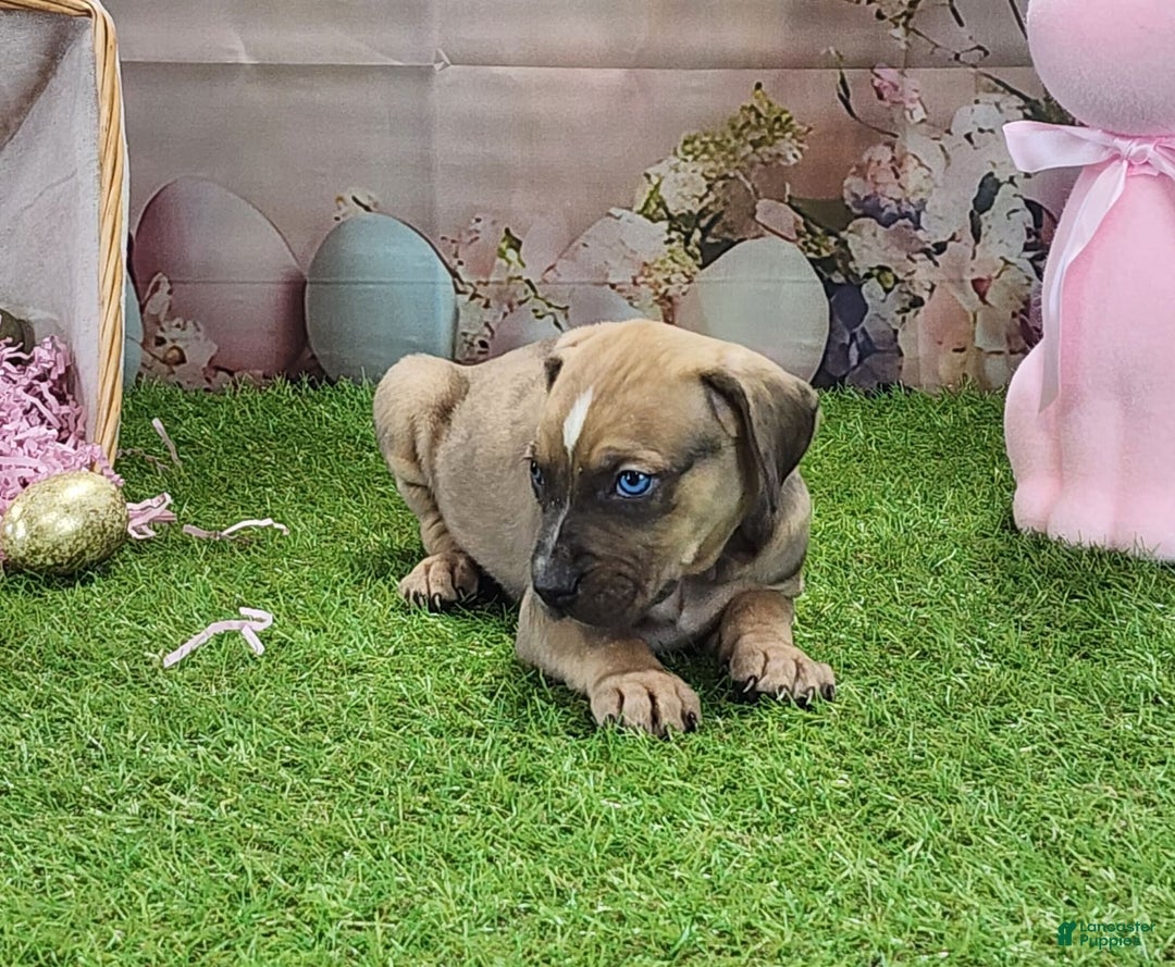 Catahoula Leopard Dog dogs for sale: Goldie 2025 F5 - Image 10