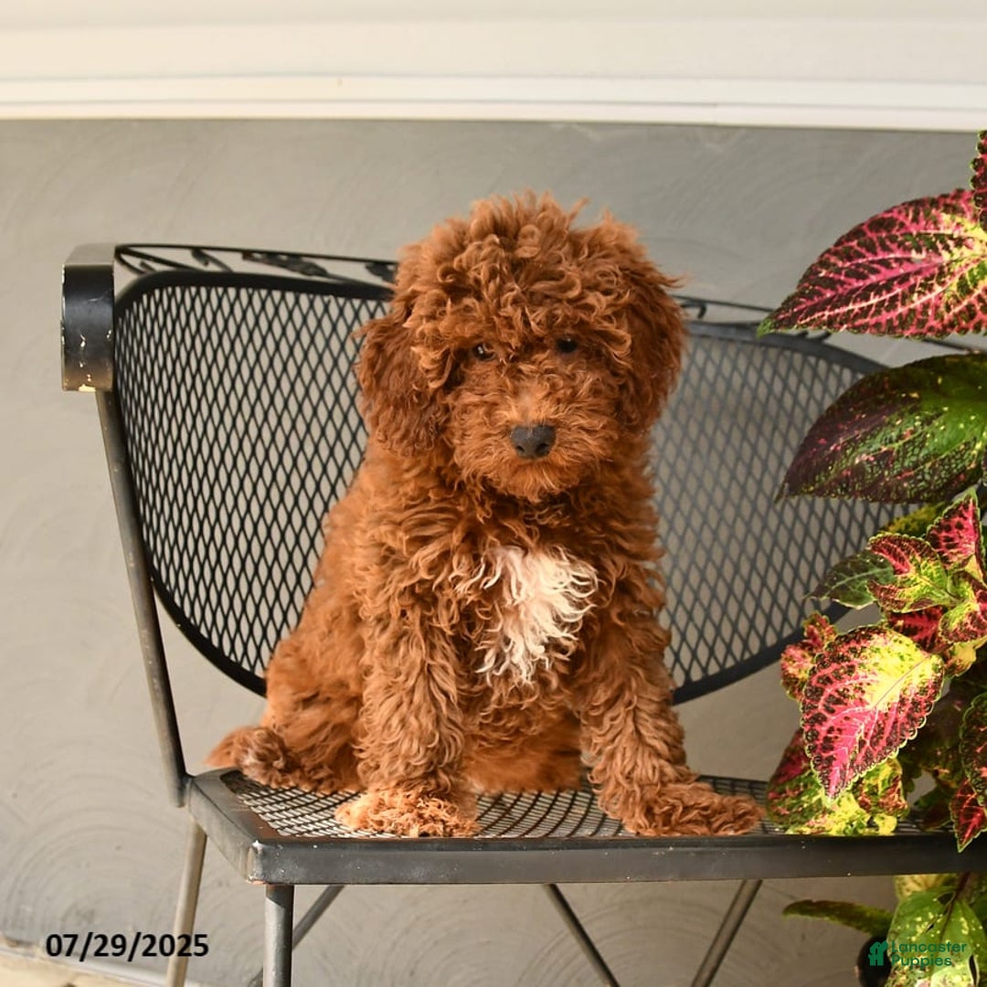 Mini Goldendoodle dogs for sale: Lacey - Image 5