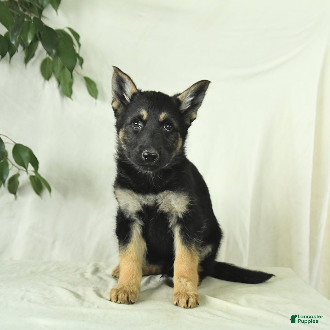Gerberian Shepsky dogs for sale: Max - Image 1