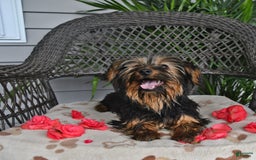 Yorkshire Terrier dogs for sale: River - Image 5