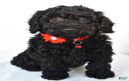 Cockapoo dogs for sale: Addy - Image 2