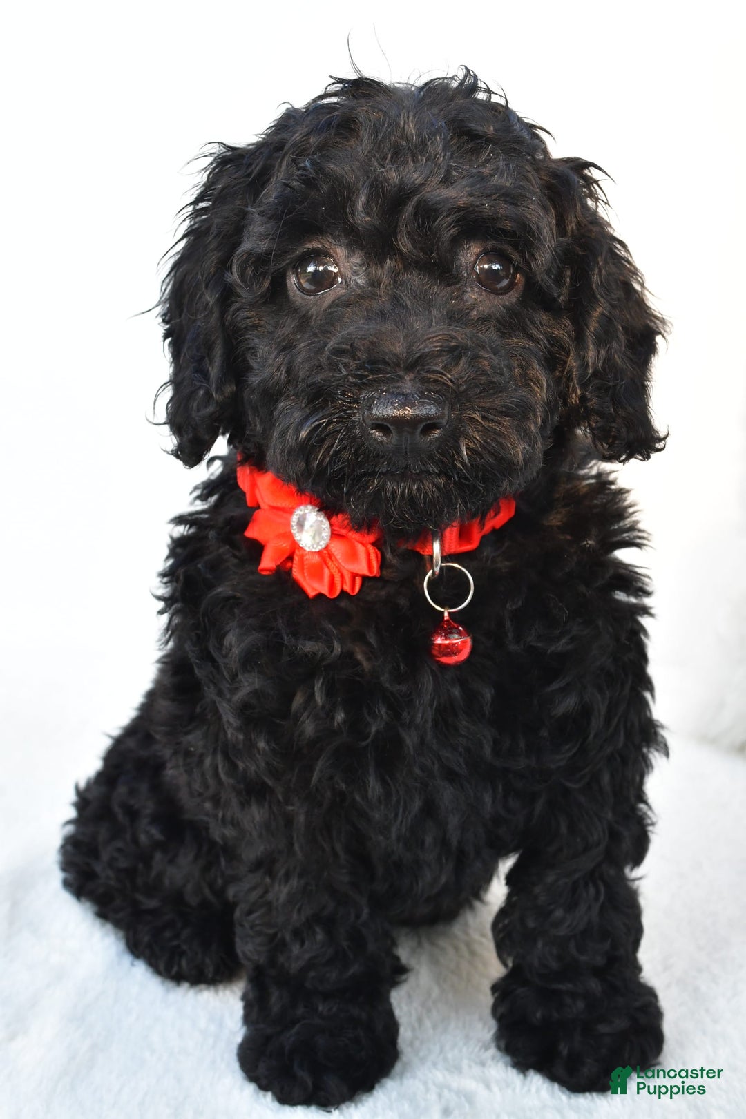 Cockapoo dogs for sale: Addy - Image 2