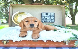 Golden Retriever dogs for sale: Allie - Image 4