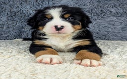 Bernese Mountain Dog dogs for sale: Boomer - Image 6