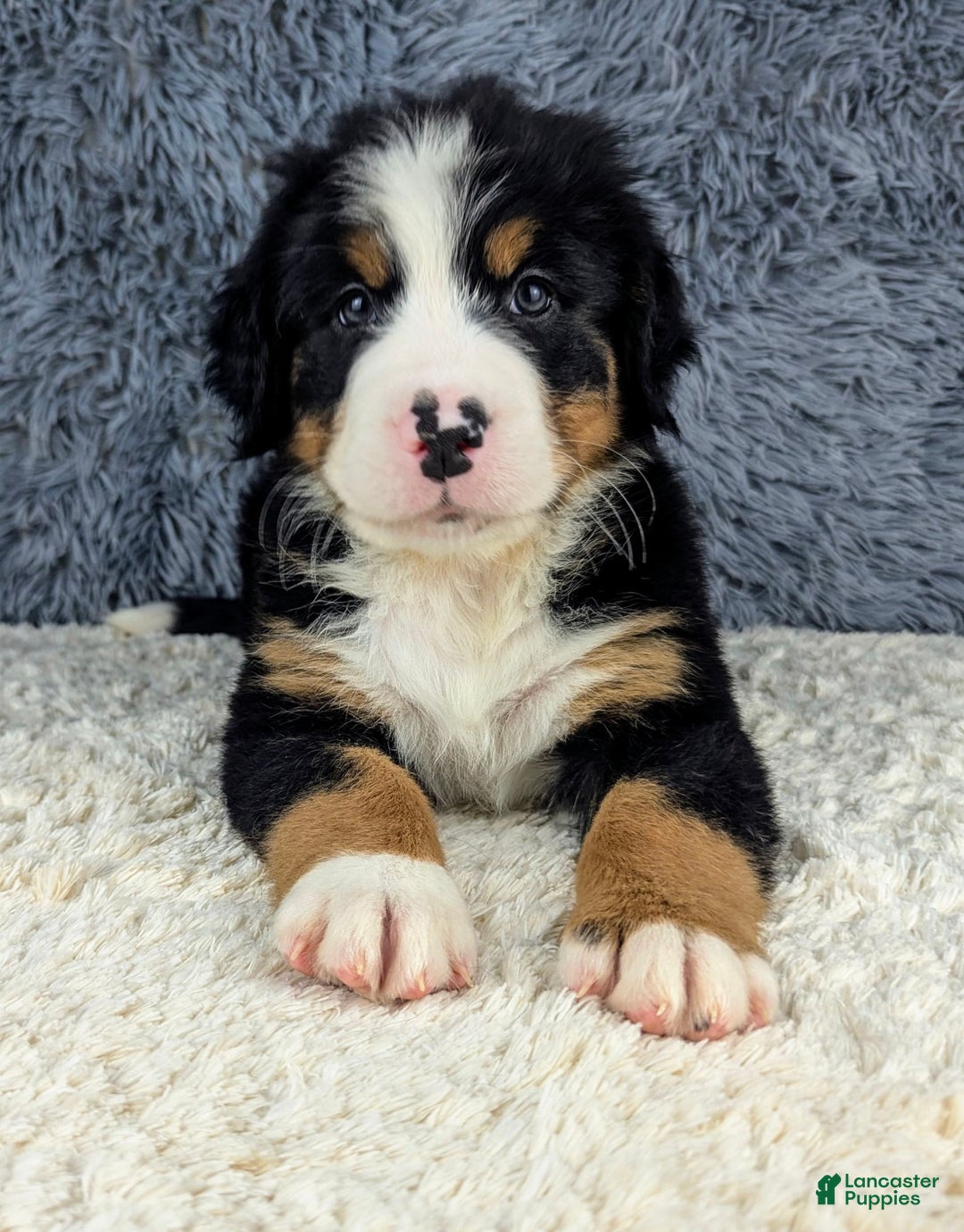 Bernese Mountain Dog dogs for sale: Boomer - Image 6