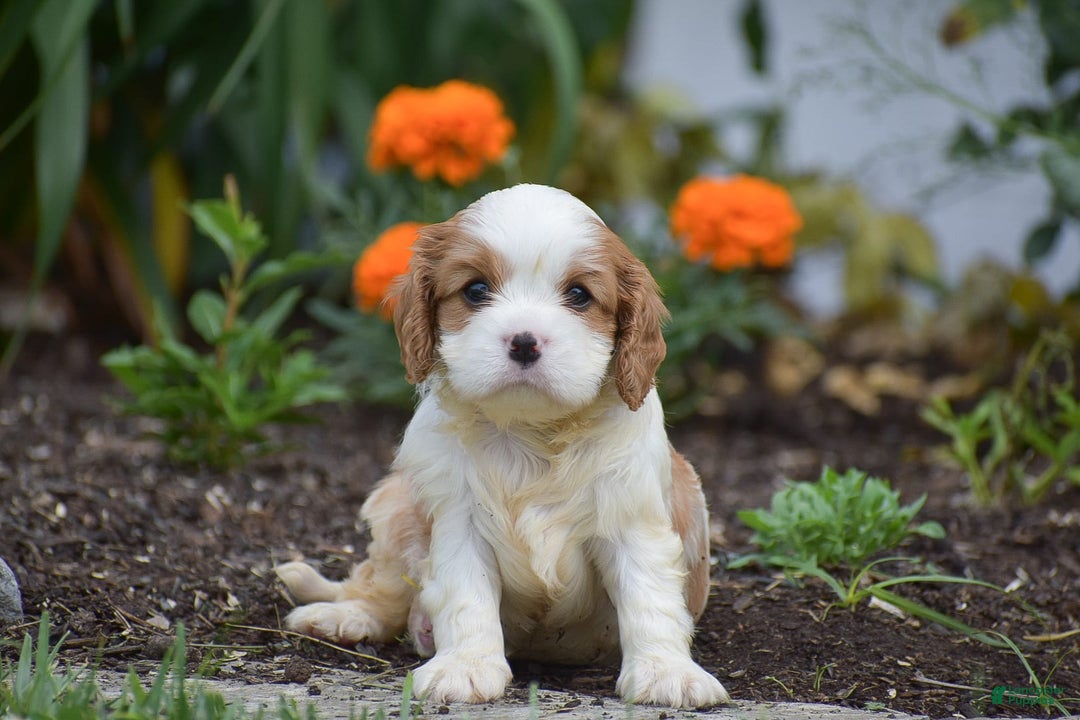 Cavalier King Charles Spaniel dogs for sale: Charlie - Image 3