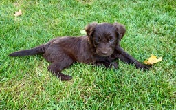 Aussiedoodle dogs for sale: Teddy - Image 2