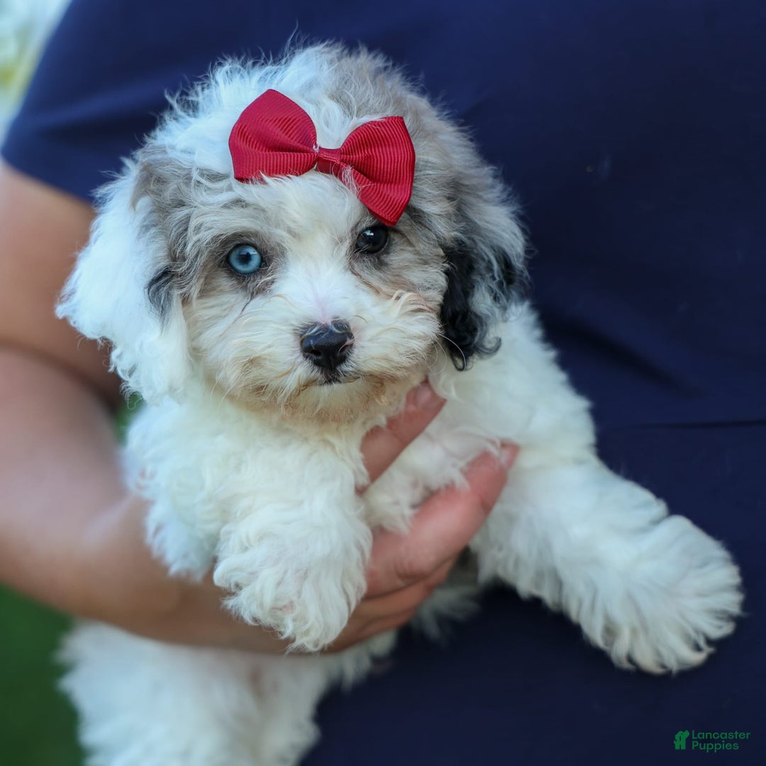 Bichpoo dogs for sale: Babe - Image 11