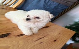Bichon Frise dogs for sale: Prince - Image 11