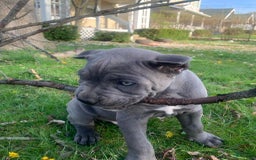 Cane Corso dogs for sale: Draco - Image 1