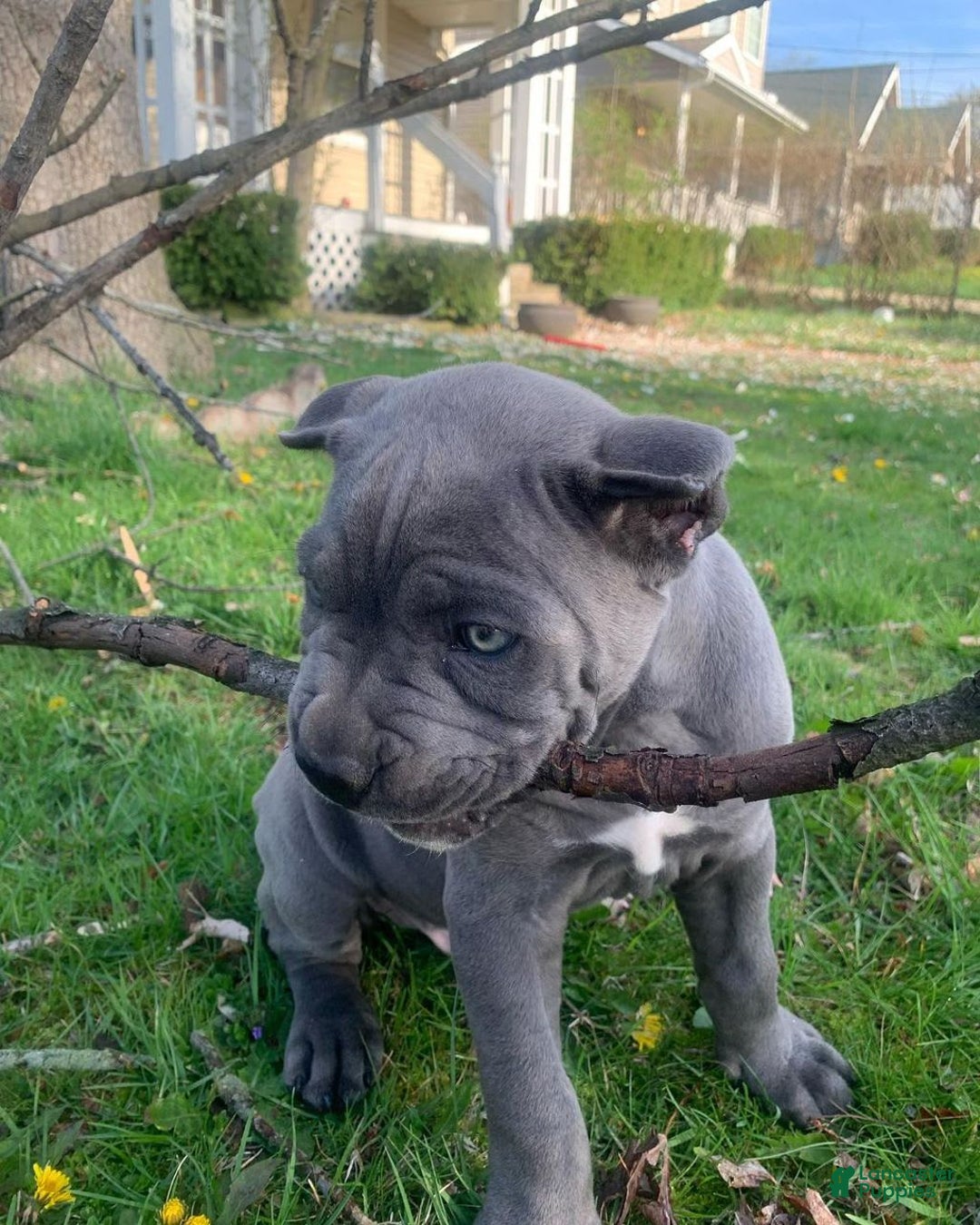 Cane Corso dogs for sale: Draco - Image 1