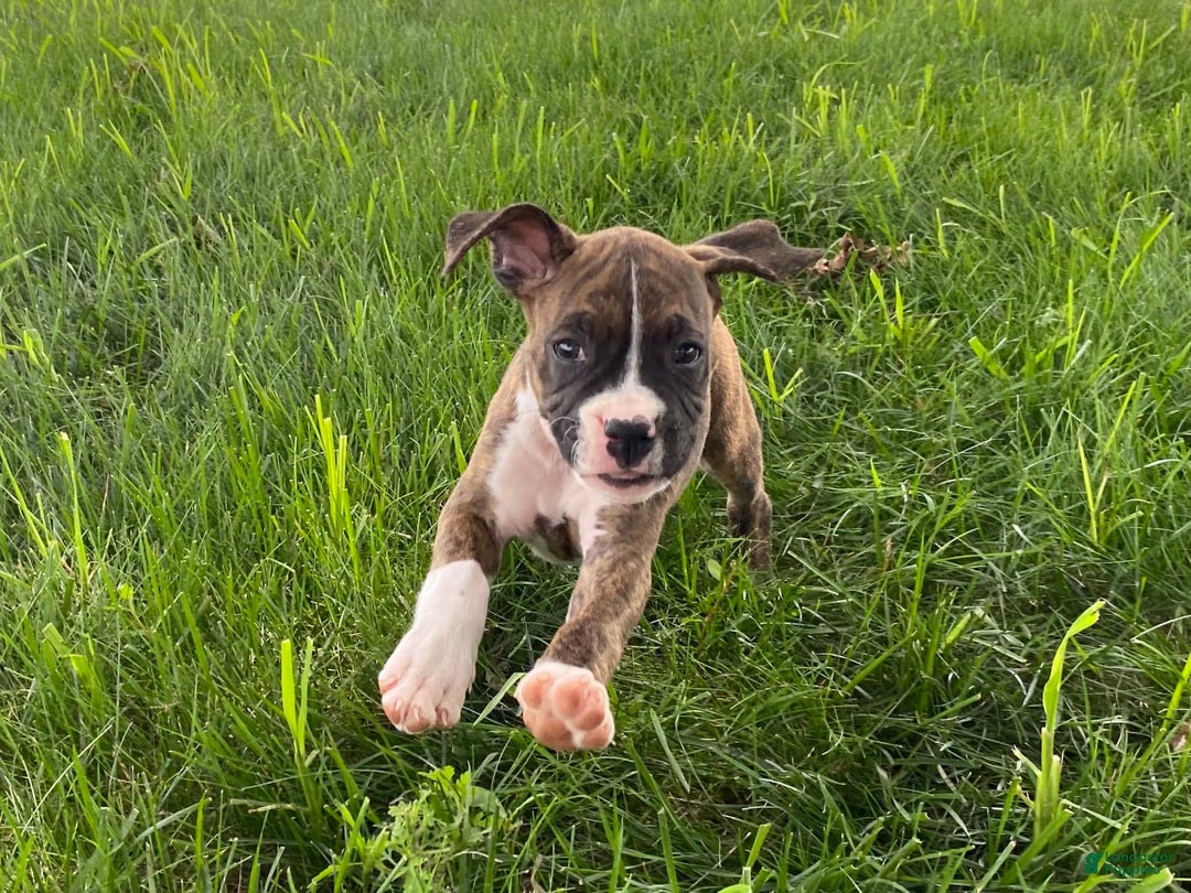 Boxer dogs for sale: Shelby - Image 4