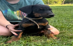 Doberman Pinscher dogs for sale: Mr. Tan - Image 1