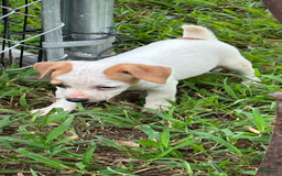 Jack Russell Terrier dogs for sale: Boy 3 - Image 1