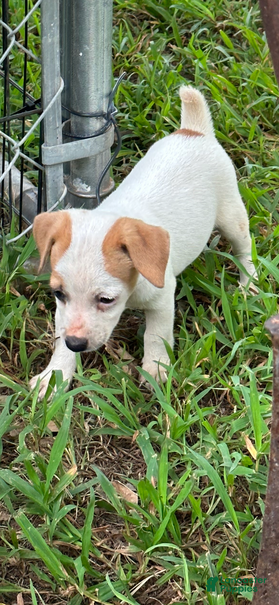 Jack Russell Terrier dogs for sale: Boy 3 - Image 1