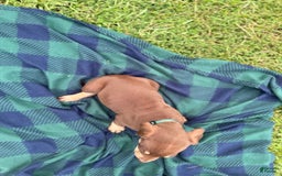 Catahoula Leopard Dog dogs for sale: Hunter Green - Image 3