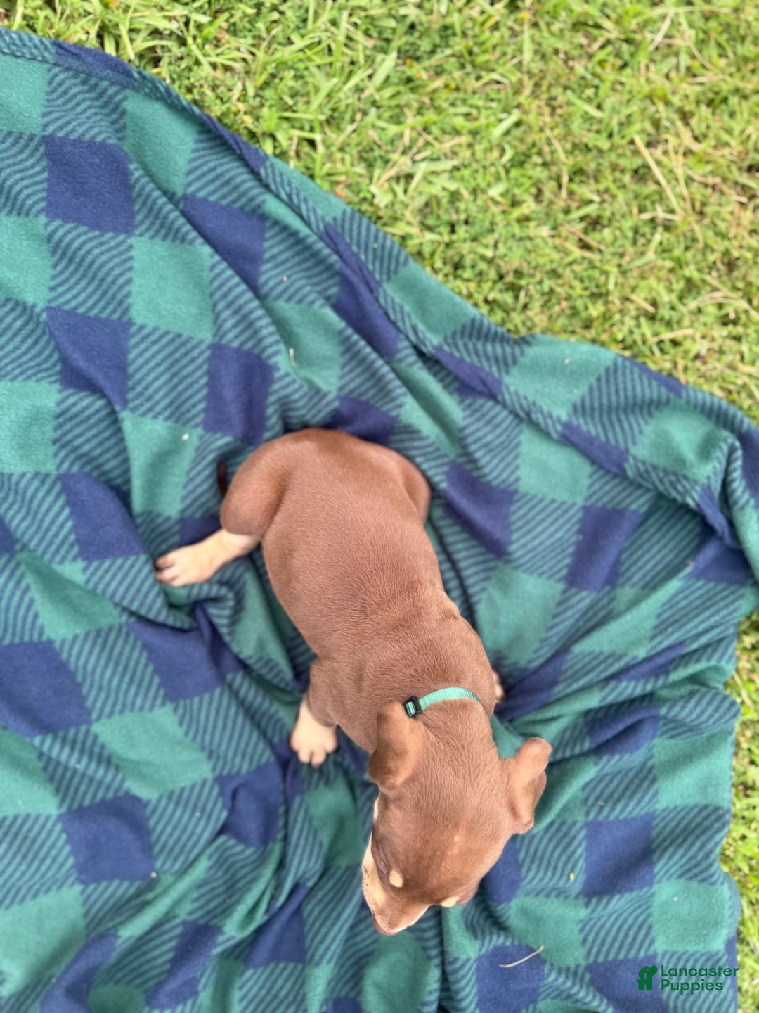 Catahoula Leopard Dog dogs for sale: Hunter Green - Image 3