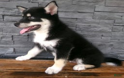 Pomsky dogs for sale: Sammy - Image 21