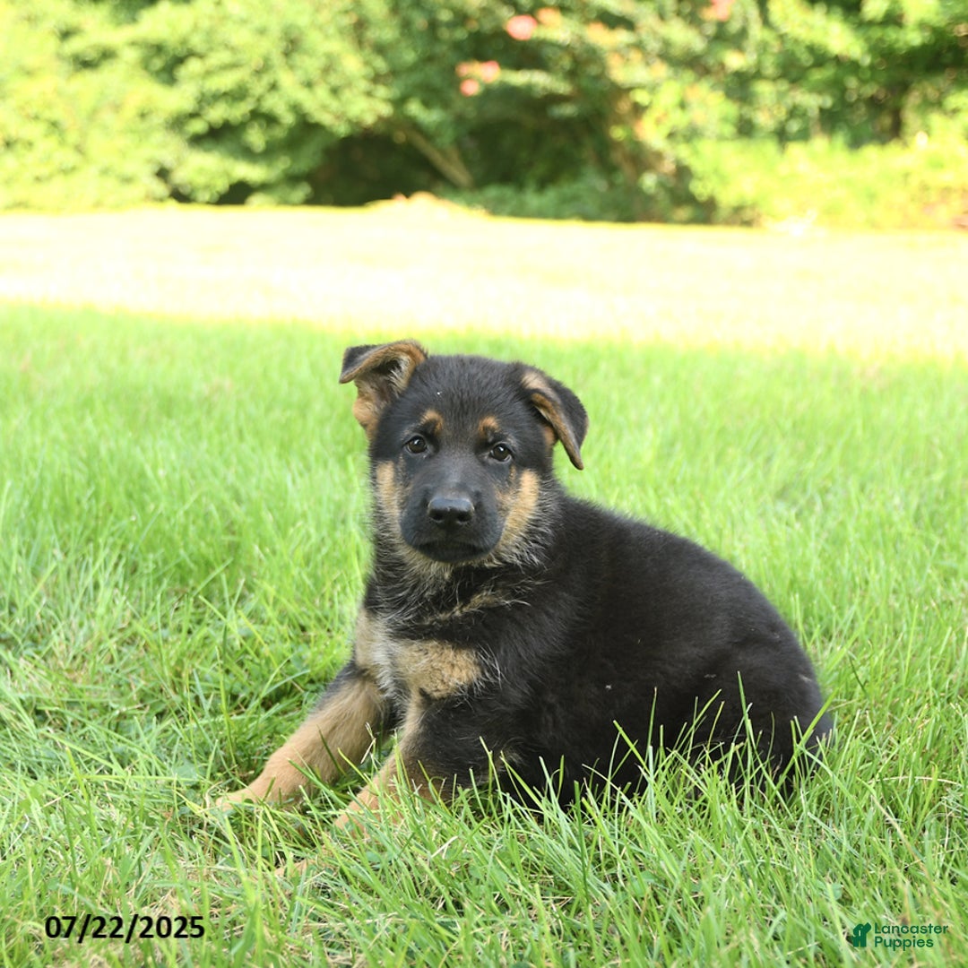 German Shepherd dogs for sale: German Shepherd 8 puppies - Image 21