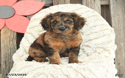 Mini Goldendoodle dogs for sale: Monty - Image 4